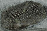 Long Eldredgeops Trilobite Fossil - Silica Shale, Ohio #232229-2